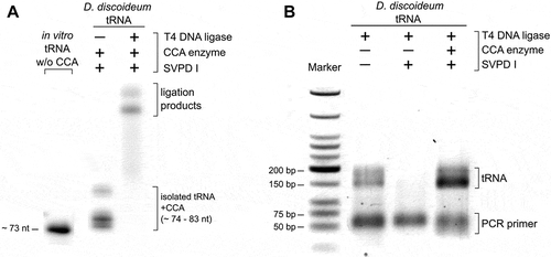 Figure 3. Hairpin adapter ligation to a tRNA pool preparation. (A) To introduce a radioactive label for visualization, CCA ends of the D. discoideum tRNA pool were removed by snake venom phosphodiesterase and restored by CCA-adding enzyme (D. discoideum) and NTPs spiked with α-32P-ATP. T4 DNA ligase fused the labelled tRNA pool to the hairpin adapter at high efficiency. (B) After reverse transcription and ligation of the second adapter, cDNA was amplified with indexed primers for Illumina deep sequencing. The original tRNA pool of D. discoideum as well as pool samples without or with restored CCA ends were analysed. Only samples with CCA ends (original or restored) gave rise to amplification products. The product length of 150 to 200 bp corresponds to the expected size of PCR products consisting of adapters and complete or partial tRNA sequences.