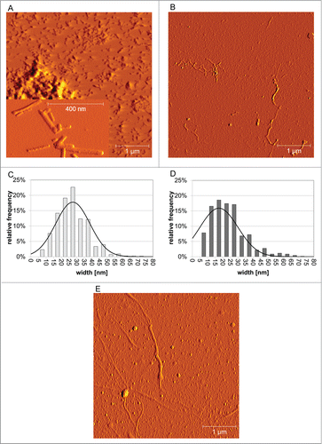 Figure 4. Ultrastructural properties. Low magnification amplitude AFM-images (A and B) and corresponding fibril width distributions (C and D) obtained after (A and C) spontaneous or (B and D) PrPSc-seeded fibrillation of ovrecPrP(25-233) display variability in fibrillar topology. The black curves in (C and D) are fits with a Gaussian function illustrating that spontaneous and PrPSc-seeded ovrecPrP-fibrils have identical average widths within the margin of error. However, spontaneously generated ovrecPrP-fibrils have only a length of up 400 nm (A), whereas PrPSc-fibrils in scrapie-infected sheep brain homogenate (E) and PrPSc-seeded fibrils (B) are several μm long. In (A), an inset of higher magnification shows the morphology of spontaneously generated ovrecPrP-fibrils to higher details. Immediately before AFM-measurement, all samples were subjected to mild sonication for 10 sec. Thus, (E) depicts PrPSc-fibrils as they were used for seeding of ovrecPrP(25‑233).