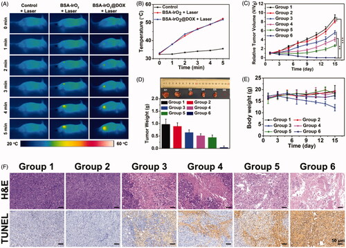 Figure 6. In vivo thermal imaging and combined cancer therapy effect of BSA-IrO2@DOX NPs. (A) Infrared thermographic maps and (B) time-dependent temperature changes in the Saos-2 tumor-bearing nude mice after treatment with control (PBS + laser), BSA-IrO2+laser, and BSA-IrO2@DOX + laser. (C) Tumor growth curves of Saos-2 tumor bearing nude mice after different treatments (**p < .01, and ***p < .001). (D) Tumor weights of mice at the 15th day after the treatments and digital photographs of corresponding excised tumors after different treated groups. (E) Time-dependent body-weight curves. (F) H&E-stained and TUNEL-stained of tumor tissues from Saos-2 tumor bearing mice after different treatments. Group 1: PBS; Group 2: BSA-IrO2 NPs; Group 3: Free DOX; Group 4: BSA-IrO2+laser; Group 5: BSA-IrO2@DOX; Group 6: BSA-IrO2@DOX NPs + laser.