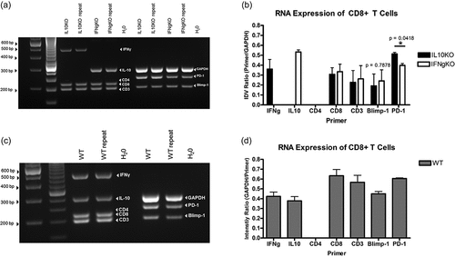 Figure 4. Multiplex RT-PCR confirmation of differentially expressed genes associated with CTLS in CD8+ T cells isolated from mD52-vaccinated IL-10-deficient (IL10KO), IFN-γ-deficient (IFN-γ KO), and wild-type (WT) mice. (a) Representative 30 cycle RT-PCR agarose gel showing expression of target genes expressed in CD8+ T cells from IL-10-deficient (IL10KO) and IFN-γ-deficient (IFNgKO) mice. From the left, the first two lanes are 1kb and 100 bp ladders, respectively. The H20 lane (far right of gel) represents no template controls. (b) Graphic representation of expression differences in target genes in CD8+ T cells from Figure 4(a). (c) Representative 30 cycle RT-PCR agarose gel showing expression of target genes expressed in CD8+ T cells from wild-type (WT) mice. From the left, the first two lanes are 1kb and 100 bp ladders, respectively. The H20 lane (far right of gel) represents no template controls. d) Graphic representation of expression differences in target genes in CD8+ T cells from Figure 4(c). Shown are target genes as a ratio of GAPDH expression (Primer/GAPDH). Individual values were calculated using intensity value ratio (IDV) of target gene to. The associated intensity ratio values shown in B and D are represented on the y-axis. Significance was determined using an unpaired t-test, p < .05.