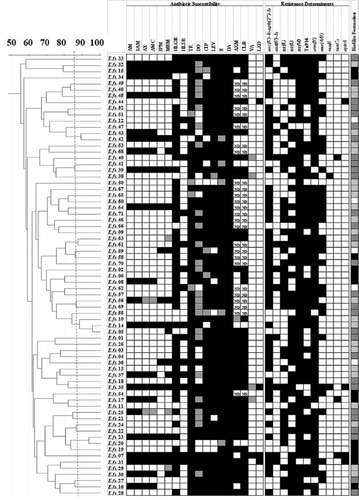 Figure 1 Genotyping of E. faecalis clinical isolates using RAPD-PCR method.Notes: Dendrogram was created using RAPD-PCR patterns of E. faecalis clinical isolates. Similarity clustering analysis was carried out using UPGMA and Dice coefficient. The dashed line is hypothetical, indicating 85% similarity. Antibiotic susceptibility, resistance determinants, and biofilm formation capacity among E. faecalis clinical isolates were reported. Antibiotic susceptibility: Black cell: Resistant, Gray cell: Intermediate, White cell: Sensitive. Biofilm formation: White cell: Biofilm Non-producer, Light gray cell: Weak Biofilm Producer, Dark gray cell: Moderate Biofilm Producer, Black cell: Strong Biofilm Producer. Resistance determinants: Black cell: Resistance gene detected, White cell: Resistance gene not detected.Abbreviations: AM, Ampicillin; AMC, Amoxicillin/clavulanic acid; AX, Amoxicillin; AZM, Azithromycin; CIP, ciprofloxacin; CLR, Clarithromycin; DA, Clindamycin; DO, Doxycline; E, Erythromycin; HLGR, High Level Gentamicin Resistance; HLSR, High Level Streptomycin Resistance; IPM, Imipenem; LEV, Levofloxacin; LZD, Linezolid; MEM, Meropenem; ND, Not Determined; RAPD-PCR, random amplified polymorphic DNA-PCR; SAM, Ampicillin/Sulbactam; TE, Tetracycline; UPGMA, unweighted-pair group method with arithmetic averages; VA, Vancomycin.