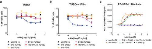 Figure 3. BsPD-L1xrErbB2 blocks PD-1/PD-L1 interaction but does not affect the viability of tumor cells in-vitro. TUBO tumor cells were cultured in the absence (a) or presence (b) of 10ng/ml of mouse IFN-γ overnight and cells were incubated with different concentrations of control Ig, anti-rErbB2, anti-PD-L1, monovalent anti-rErbB2 (B12xErbB2) or BsPD-L1xrErbB2 for 72 h. Viability of TUBO tumor cells is shown as determined by using the CellTiter-Glo system. (c) NFAT Reporter Activity (RLU) as a measure of PD-1/PD-L1 interaction are plotted on the y-axes against the antibody concentrations in log nM on the x-axes.