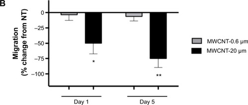 Figure 7 AM migratory capacity.Notes: Ability of AMs to migrate toward zymosan-activated fetal bovine serum, 1 and 5 days after a 24-hour treatment with MWCNT-0.6 μm or MWCNT-20 μm. Representative micrographs, of at least four independent experiments, showing differential AM migration (calcein-stained; green) (A). The percentage change in AM migration, compared to the NT control AMs, is shown by a bar graph (B); n=5± SEM; significant differences are indicated, where *P<0.05 and **P<0.01.Abbreviations: NT, nontreated; MWCNTs, multiwalled carbon nanotubes; AMs, alveolar macrophages; SEM, standard error of mean.