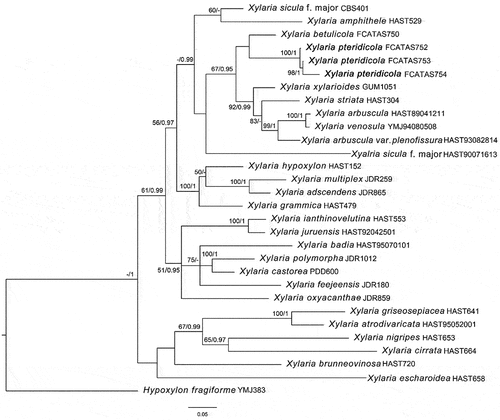 Figure 12. Strict consensus tree of ITS and tub sequences of Xylaria and allied genera in Xylariaceae. Bootstrap values (≥50%, before the slash markers) and Bayesian posterior probabilities (≥0.95, after the slash markers) are shown.