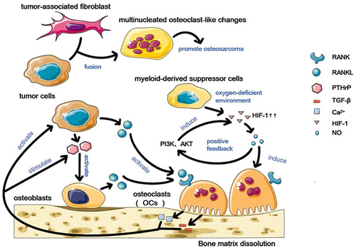 Figure 1 Osteoclasts in the osteosarcoma microenvironment. Osteosarcoma cells and osteoblasts in the tumor microenvironment affect osteoclasts through direct and indirect ways, leading to changes in osteoclasts. Osteoclasts produce related factors, which in turn regulate osteosarcoma cells and osteoblasts, and then activated or stimulated osteosarcoma cells and osteoblasts affect osteoclasts in a direct or indirect way, forming a vicious cycle. Osteosarcoma cells and tumor-associated fibroblasts melt in the osteosarcoma microenvironment and undergo multi-nucleated osteoclast-like changes. The myeloid-derived suppressor cells produce high levels of HIF-1 in hypoxia environment, thus producing NO-mediated osteoclast differentiation, and NO can also mediate HIF-1 increase through PI3K and AKT pathways, thus forming a positive feedback.