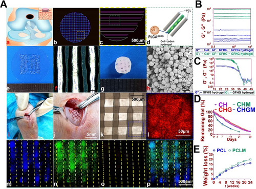 Figure 6 An example for bioprinting cell therapy for Cartilage Repair. (A) 3D-bioprinted cartilage scaffold for implantation. (a) Schematic representation of the fabricated scaffolds for cartilage repair in rabbit knee. (b) 3D computer-aided design (CAD) renderings of individual layers of the cartilage scaffold. (c-d) Dispensing path (outlined in yellow box in b) for the aligned PCL (Polycaprolactone) and hydrogel (outlined in green box in c). The GDF5-conjugated BMSC-laden hydrogel was dispensed into the space between PCL fibers. (e) Macroscopic view of GDF5-conjugated BMSC-laden hydrogel printed using OPUS. (f) Microscopic observation of the hydrogel under light microscopy. (g) Macroscopic view of the cartilage scaffold incorporating GDF5-conjugated BMSC-laden hydrogel and PCL as the supporting structure. (h) Scanning electron microscopy (SEM) images of GDF5-conjugated PLGA μS (Poly(lactic-co-glycolic acid) microspheres). (i) Implantation process of the cartilage scaffold into the defect site in a rabbit knee. (j) High-resolution image of the implanted scaffold shown in (i). (k) Microscopic visualization of the alignment of PCL and hydrogel within the scaffold. (l) High-resolution image of the area outlined in the blue box in (k). (m-p) Evaluation of minimal toxicity and distribution of PLGA μS within the BMSC-laden hydrogel in the scaffolds. (B) Mechanical properties of different components and the cross-linked hydrogel measured at 17°C. (C) Dynamic thermal rheological observations of the cross-linkage of GFHG. (D) Degradation rate of BMSC-laden hydrogel. E. Degradation rate of PCL in vitro and in vivo. Reproduced under the terms of a Creative Commons Attribution 4.0 International License from Sun Y, You Y, Jiang W, Zhai Z, Dai K. 3D-bioprinting a genetically inspired cartilage scaffold with GDF5-conjugated BMSC-laden hydrogel and polymer for cartilage repair. Theranostics. 2019;9(23):6949–6961.Citation84 Copyright 2019, The Authors.