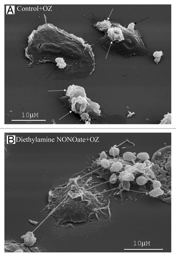 Figure 4. NO alters human neutrophil interactions with yeast. (A) The neutrophils plated onto fibronectin under the control conditions phagocytosed opsonized zymosan particles (dried yeast coated with serum) forming specific “cups” (white arrows) on the cell surface or bound yeast particles onto the cell surface (black arrows). (B) The neutrophils plated onto fibronectin in the presence of the NO donor diethylamine NONOate (1 mM) bound opsonized zymosan particles through TVEs.Citation26