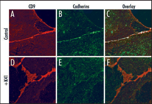Figure 1 Cell surface localization of cadherins and CD9. Vero cells were not (A–C), or were (D–F) preincubated with 10 µg/ml mAb K41 for 2 h at 37°C. Expression of CD9 was detected using mAb K41 and secondary Alexa-594-conjugated antibodies (red, A and D). Expression of cadherins was detected using pan-cadherin antibodies (Cell Signaling Technology) and secondary Alexa-488 antibodies (green, B and E). The overlay (C and F) reveals a colocalization of cadherins and CD9 predominantly in the absence of K41-preincubation at the cell border (C). The larger CD9-positive net-like structures at cell contact areas as detected in (D) do not contain enriched amounts of cadherins.
