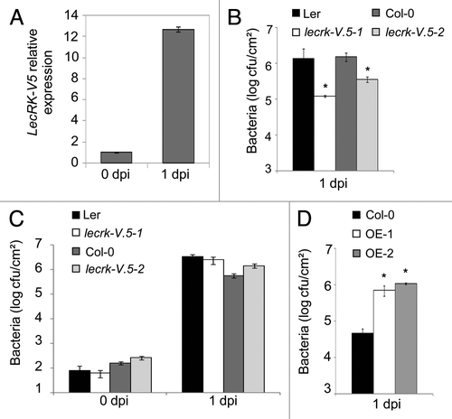 Figure 1. A negative role for LecRK-V.5 in Arabidopsis resistance to Pcc. (A) Analysis of LecRK-V.5 expression by qRT-PCR in Arabidopsis thaliana (Ler ecotype) at 0 and 1 d after dip-inoculation with 1 × 105 cfu.ml−1Pectobacterium carotovorum (Pcc) strain WPP14. Expression level was normalized to EF-1 and compared with time 0 with a defined expression value of 1. Data represent average values ± SE (n = 3). (B) Bacterial growth in lecrk-V.5–1 and lecrk-V.5–2 mutants and corresponding Ler and Col-0 WT plants at 1 d after dip-inoculation with 1 × 105 cfu.ml−1Pcc. (C) Bacterial growth in lecrk-V.5 mutants and WT (Ler and Col-0) infiltrated-inoculated with 1 × 104 cfu.ml−1Pcc. (D) Bacterial growth assessed at 1 d after dip-inoculation with Pcc in WT (Col-0) and LecRK-V.5 overexpression lines (OE-1 and OE-2). Bacterial quantification was determined as described earlier.Citation6,Citation11 Data represent average values ± SD. Statistical differences between WT controls and mutant or plants overexpressing LecRK-V.5 are detected with a t-test (p < 0.01, n = 6). All experiments were repeated at least twice with similar results. dpi, day post inoculation; cfu, colony forming units.