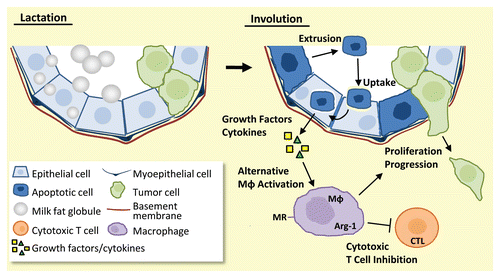 Figure 1 Model of pro-tumorigenic immune modulation by phagocytic mammary epithelial cells. Upon the switch from lactation (left) to involution (right), milk-producing mammary epithelial cells undergo apoptosis (dark blue cells) and are extruded into the alveolar lumen. Other milk-producing mammary epithelial cells transition to become phagocytic (light blue cells) and engulf the shed apoptotic cells. Clearance of apoptotic cells is predicted to result in release of Th2-like cytokines and growth factors from the phagocytic mammary epithelial cells. This cytokine milieu is anticipated to promote alternative activation of macrophages (Mφ) and inhibition of cytotoxic T cells (CTL), resulting in an immunosuppressed, tumor-supportive microenvironment (green cells).