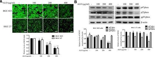 Figure 6 ALO attenuates ROS generation and NOX2 expression. Gastric cancer cells were treated with a range of doses of ALO for 12 h. (A) ROS production was then determined using a detection kit. (B) Following ALO treatment, total protein was collected, and the protein expression levels of p47phox, p22phox and gp91phox were determined using Western blotting. Each experiment was performed in triplicate. Data are shown as means ± SD. *P < 0.05 and **P < 0.01 vs the control group.
