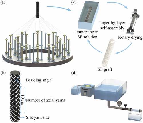 Figure 1. Schematic diagram of SF tubular grafts preparation and performance test. (a) Preparation of silk tubular fabric, (b) Parameter of the silk tubular fabric, (c) Preparation of SF tubular grafts by LBL self-assembly, (d) Water permeability test.