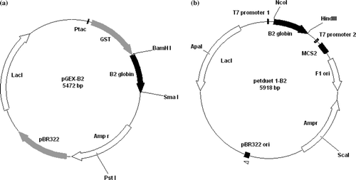 Figure 1.  Construction of plasmids pGEX and pET-Duet 1 containing Arenicola marina B2 globin cDNA for the production in BL21 E. coli. Map of pGEX-B2 (a) and pET DUET-1 B2 (b) plasmids.