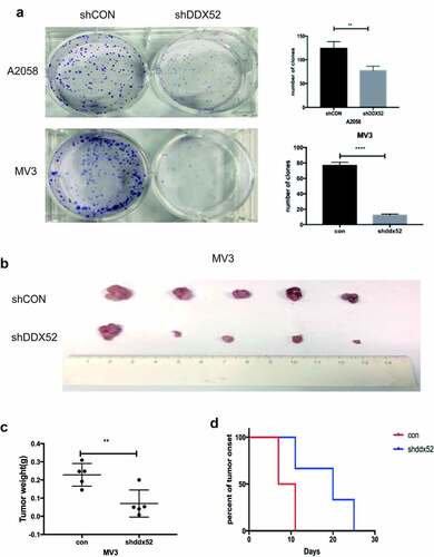 Figure 3. Inhibition of DDX52 impairs cell colony formation and xenograft tumor growth. (a) The colony formation ability of A2058 and MV3 cells with DDX52 knockdown was detected.. (b) Images of tumors derived from nude mice implanted with shDDX52 or shCON MV3 cells. (c) Average tumor weight of the shDDX52 and shCON groups. (d) Kaplan-Meier analysis of tumor onset. ** P < 0.01, **** P < 0.0001