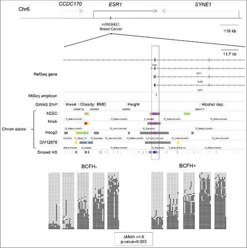 Figure 2. BCFH-DMR in an alternate promoter of ESR1. Map and bis-seq showing the BCFH-DMR in an alternate promoter of ESR1. Zoomed-in view of ESR1, showing relevant ENCODE tracks and the amplicons utilized for targeted bis-seq. The BCFH-DMR is located in a downstream ESR1 alternative promoter region and marked by poised chromatin marks. Graphical representation of bis-seq data for 10 examples of BCFH- girls (left) and BCFH+ girls (right) are shown. Each column represents a consecutive CpG covered by the amplicon, and each line a unique DNA fragment. White circles are unmethylated CpGs and black circles are methylated CpGs.