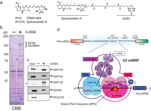 Figure 3. Identification of the splicing factor SF3b as the target of FR901464/spliceostatin A (SSA). SSA is a methyl ketal derivative of the natural product FR901464, which retains potent antitumor activity with better stability than FR901464 (a). SSA was used for synthesizing the biotinylated probe (b). Using the biotinylated probe (b-SSA), a protein complex containing SAP155, SAP145, SAP130, and SAP49 was identified as the SSA-binding protein (c). The SF3b complex, which recognizes the branch point sequence of introns in pre-mRNA, is an essential component of U2 snRNP in the spliceosome (d).