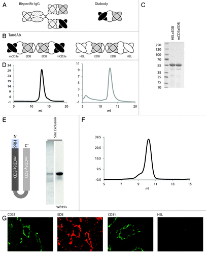 Figure 1. Expression and purification of bispecific TandAb antibodies, recombinant CD3 antigen and localization of EDB in murine tumors. (A) Schematic representation of bispecific antibodies in the IgG and diabody formats. (B) Bispecific antibodies mCD3εxEDB and HELxEDB in the TandAb format used in this study. (C) SDS PAGE of purified TandAbs under non-reducing conditions showing migration at the expected (monomeric) size of 55 kD. (D) Size exclusion profile (Sephadex 200) of purified TandAb dimer after an initial polishing step (data not shown) showing a single peak corresponding to the expected size of 110 kD. (E) Schematic representation of the CD3 antigen (mCD3εγ26) used in this study, Coomassie staining and anti-His western blot of the purified antigen. (F) Size exclusion chromatography of purified mCD3εγ26. (G) Sections of F9 teratocarcinoma tumors excised from 129Sv mice. The first and third panels show immunohistochemical staining of blood vessel endothelial marker CD31 (green). The second panel shows immunohistochemical staining of tumor antigen EDB (red). The fourth panel shows staining of the tumor with antibody against the irrelevant hen egg lysozyme antigen, as negative control. For detection, biotinylated L19 small immunoprotein (SIP), revealed with Alexa594-conjugated streptavidin (Invitrogen) (red), was used. Biotinylated KSF SIP (binding the irrelevant hen egg lysozyme antigen) was used as negative control.