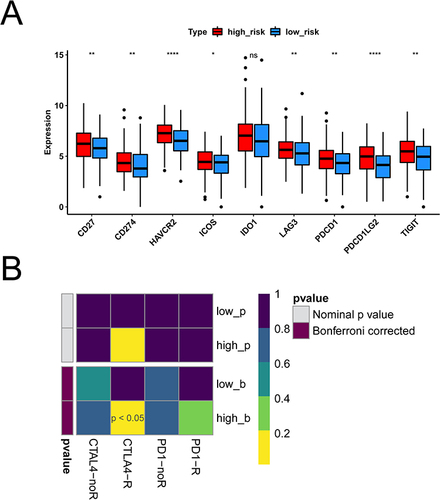 Figure 8 Results of immunotherapy differences between high and low risk groups. (A) Boxplot of immune checkpoint gene expression differences in high and low risk groups. Red is the high risk group, blue is the low risk group. (B) Heat maps of immunotherapy differences between high and low risk groups. *p < 0.05, **p < 0.01, ****p < 0.0001.