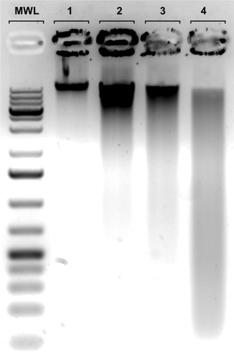 Figure 12 Effect of shikonin on DNA defragmentation in OVCAR-5 cells.Notes: Lanes 1–4 represent untreated control cells and shikonin (2.5, 5.0, and 10.0 μM)-treated cells, respectively.Abbreviation: MWL, molecular weight ladder.