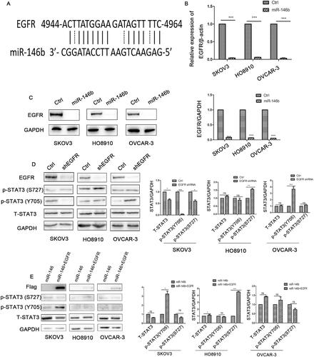 Figure 5. MiR-146b targets EGFR in ovarian cancer. (A) EGFR is a predicted target of miR-146b. (B) The mRNA expression level of EGFR after miR-146b overexpression. (C) The effects of miR-146b on EGFR protein expression were analysed using Western blotting and quantified. (D) After EGFR knockdown by shRNA, the expression of STAT3 was detected by Western blotting. (E) Western blotting analysis of STAT3 of the miR-146b-overexpressing cells that also overexpressed the EGFR ORF. The data are presented as the mean ± SDs of three independent experiments; ns: not significant; *p < 0.05; **p < 0.01; ***p < 0.001.