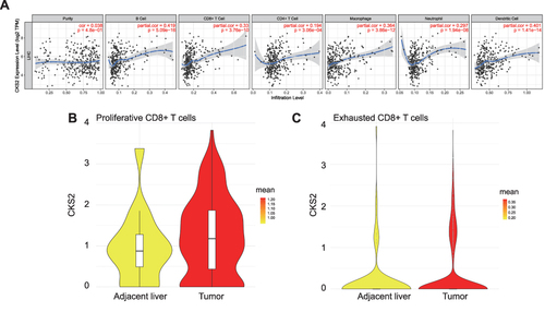 Figure 6 CKS2 is correlated with immune cell infiltration levels. (A) The positive correlation between CKS2 expression and infiltrating levels of (B) cells, CD8+ T cells, CD 4+ T cells, and macrophage cells, as evaluated by the TIMER database. The CKS2 expression in (B) proliferative CD8+ T cells and (C) exhausted CD8+ T cells.