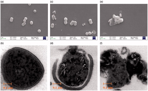 Figure 3. Images of S. aureus obtained by SEM (a, c & e; scale bar = 1.0 μm) and TEM (b, d & f; scale bar = 0.1 μm) following treatment with culture medium MHB (control; a & b), compound 7d under the concentration 100 μg/mL for 4 h (c & d), 12 h (e & f).