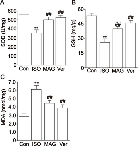 Figure 5 Actions of MAG on the activities of SOD (A), GSH (B), and MDA (C) levels in heart tissue. The values are the mean ± standard deviation (n=10). Compared to the Con group (**p< 0.01); Compared to the ISO group (##p<0.01).