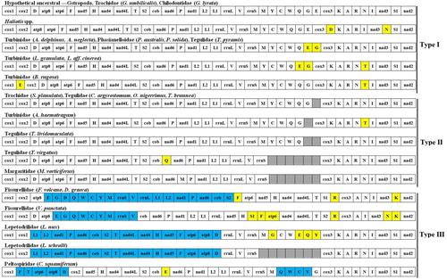 Figure 3. Gene arrangements of 30 Vetigastropoda mitogenomes. Genes without colour correspond to the hypothetical ancestral gastropod arrangement. Genes translocated are coloured in yellow; inversions are in light blue; grey-coloured boxes represent missing genes.