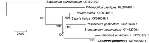 Figure 1. Maximum Likelihood phylogenetic tree generated byRAxMLbased on complete chloroplast genome sequences of eight species from the family Poaceae using S.arundinaceum as an outgroup. Numbers on branches are bootstrap support values based on 10,000 iterations.
