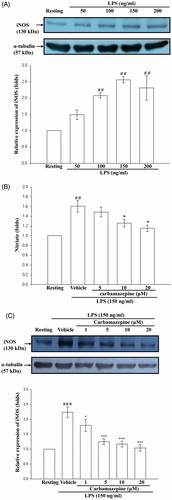 Figure 1. The effects of carbamazepine on NO release and iNOS production. (A) BV-2 cells (2 × 105 cells/ml) were dispensed on 12-well plates and treated with various concentrations of LPS (50, 100, 150, and 200 ng/ml) for 24 h. The cell lysates were obtained and analyzed for iNOS protein expression by Western blots. (B) For evaluation of nitrate production, BV-2 cells (1 × 106 cells/ml) were dispensed on 24-well plates and treated with the indicated concentrations of carbamazepine (5, 10, and 20 μM) for 15 min before treatment with LPS (150 ng/ml) for 6 h. Thereafter, cell-free supernatants were obtained and analyzed for nitrate production by assay kit, as detailed in “Methods” section. The data are shown as means ± S.E.M of three to four experiments. (C) For evaluation of iNOS protein expression, BV-2 cells were treated with various concentrations of carbamazepine (1, 5, 10, and 20 μM) for 15 min before treatment with LPS (150 ng/ml) for 24 h. The data are shown as means ± S.E.M of four to six experiments. ##p < 0.01, ###p < 0.001 as compared with the resting groups; *p < 0.05, ***p < 0.001 as compared with the vehicle under stimulation.