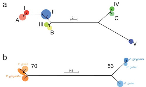 Figure 1. Phylogenetic trees, based on the fimA and mfa1 nucleotide sequences. (a) The tree based on fimA is shown. Types I, II, III, IV, and V for P. gingivalis, and types A, B, and C for P. gulae are indicated by different colors. (B) The tree based on mfa1 is shown. Type 70 and type 53 are indicated by different colors. For each type, P. gingivalis and P. gulae are indicated by dark colors and light colors, respectively. The scale bar in each tree represents substitutions per nucleotide site.