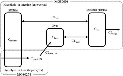 Figure 2. Pharmacokinetic compartment model scheme. Cintestine: concentration of MGS0008 in the intestine; Cliver: concentration of MGS0008 in the liver; Cportal,274: plasma concentration of MGS0274 in the portal vein; Csys: systemic plasma concentration of MGS0008; CLmet,274: metabolic clearance from MGS0274 into MGS0008; CLpd,i: passive diffusion clearance of MGS0008 for the intestine; CLpd,l: passive diffusion clearance of MGS0008 for the liver; CLtotal: total clearance of MGS0008.