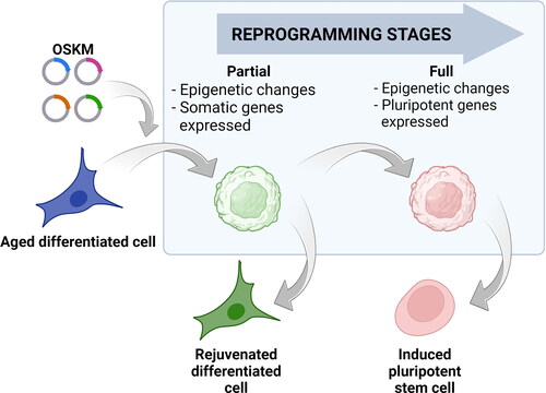 Figure 2. Cell reprogramming stages. Reprogramming of differentiated cells (blue cell) with a specific combination of transcription factors: Oct4, Sox2, Klf4 and c-Myc (OSKM) leads to the induction of pluripotency and acquiring the characteristics of pluripotent stem cell (red cell). During the reprogramming process, the cell passes through several stages including changes in DNA methylation patterns and histone modifications. This reshapes the cell’s epigenetic landscape but still leaves specific somatic genes expressed (round green cell). If the reprogramming continues, the resulting changes would lead to the activation of the pluripotent genes and, after their stabilization, the cells will become induced pluripotent cells (red cell). If the effects of Yamanaka factors are terminated before the activation of pluripotent genes, the cell can stabilize in a rejuvenated state (green cell) without losing its somatic identity. Cells in the blue box represent intermediate stages during reprogramming.