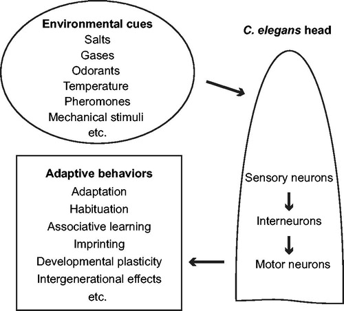 Figure 1. Diverse adaptive behaviors in response to environmental cues in C. elegans.
