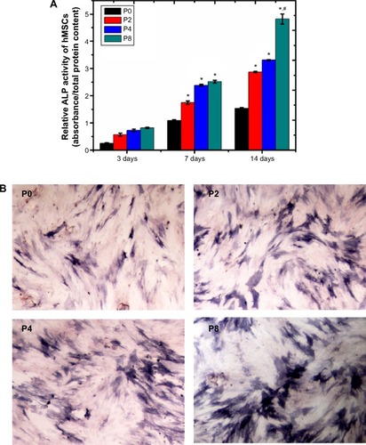 Figure 7 ALP activity and ALP staining assay.Notes: (A) Relative ALP activity of hMSCs after 3, 7, and 14 days of co-culture with different samples (*P<0.05, compared to P0 at the same time; #P<0.05, compared to other scaffolds at the same time). (B) Images of positive ALP staining. The hMSCs were stained after being cultured with the four scaffolds respectively for 14 days. P2, P4, or P8 represents the PLGA scaffold coated by MBG precursor solution for 2, 4, or 8 times, respectively. P0 represents the unmodified PLGA scaffold.Abbreviations: hMSCs, human mesenchymal stem cells; ALP, alkaline phosphatase; MBG, mesoporous bioactive glass; PLGA, poly(lactic-co-glycolic acid).