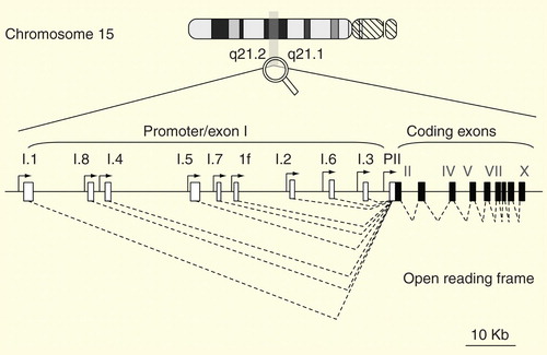 Figure 1. CYP19A1 structure. Open boxes represent aromatase exon Is and L-shaped arrows in front of the boxes represent corresponding promoters. Closed boxes represent aromatase exons II–X encoding the open reading frame. Broken lines represent the splicing patterns.