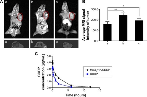 Figure 11 In vivo T1-weighted MRI and pharmacokinetic properties.Notes: (A) In vivo T1-weighted MRI of tumor-bearing mice under different treatments; (B) average MRI signal intensity of each group; (C) plasma concentration–time curves of CDDP after intravenous injection of free CDDP solution and MnO2/HA/CDDP nanosheets, respectively. (a) Control mice; (b) 4 hours after intratumoral injection with MnO2/HA/CDDP; (c) 4 hours after intravenous injection with MnO2/HA/CDDP. *P<0.05; **P<0.01. The red semi-circles refer to the tumor site.Abbreviations: CDDP, cis-diamminedichloroplatinum; HA, hyaluronic acid; MnO2, manganese dioxide; MRI, magnetic resonance imaging.