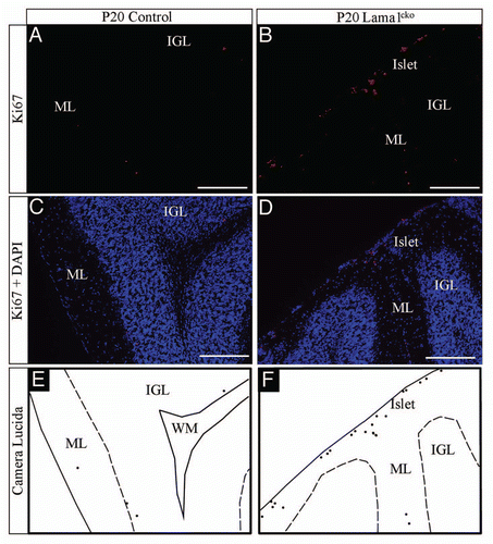 Figure 7 Persistence of Ki67-positive cells in the ML of P20 Lama1cko animals. Coronal sections of P20 control (A and C) and Lama1cko (B and D) cerebella stained for the proliferation marker Ki67 and counterstained with DAPI. Camera lucida drawing highlights the localization of Ki67 positive cells (E and F). The dashed line represents the limit between the ML and IGL. Scale bar: 100 µm. ML, Molecular Layer; IGL, Internal Granular Layer.