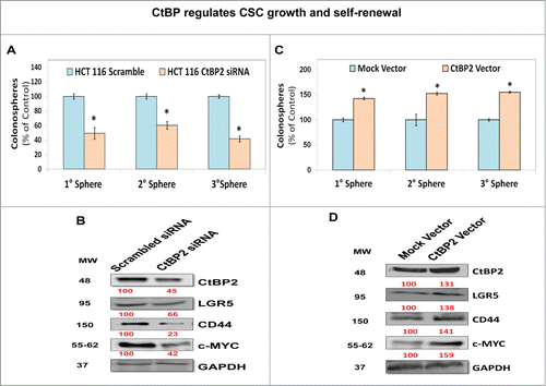 Figure 2. CtBP regulates CSC growth and self-renewal. (A) CtBP2 depletion using siRNA resulted in inhibition of 1°, 2°, and 3° colonosphere formation suggesting attenuation of CSC growth and self-renewal. (B) Immunoblot demonstrating reduced expression of CSC markers CD44 and LGR5 as well as self-renewal factor c-MYC in CtBP2 knockdown colonospheres compared to scrambled siRNA transfected controls. GAPDH was used as a loading control. (C) Overexpression of CtBP2 in HCT-116 cells promoted CSC growth (1° spheroids) and self-renewal (2° and 3° spheroids). (D) Immunoblot analysis demonstrating increased expression of CSC markers CD44 and LGR5 as well as self-renewal factor c-MYC in CtBP2 vector transfected colonosphere compared to mock transfected controls. The latter findings (D) are in stark contrast to those observed with CtBP2 depletion (B). Data is represented as percent of vehicle-treated cells. Error bars represent ±1 SEM. *P < 0 .05. Numbers under the blot represent relative densitometry values.