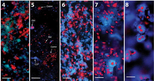 Figs 4–8. Composite three-colour CLSM images of glass slides in summer at site S showing autofluorescence of photosynthetic microorganisms and polarised CCP under 405 nm. Abbreviations: Ooc, Oocardium stratum; Cyano, cyanobacteria; Bac, diatoms.Fig. 4. Auto-fluorescence of initial diatoms (red) and CCP after 3 weeks (mean thickness of biofilm: 30 µm, range: 8–54 µm).Fig. 5. First cell of O. stratum (red, larger cell surrounded by calcified EPS in blue) plus cyanobacterial colonies visible after 5 weeks.Fig. 6. Same slide but other spot: development of a more solid carbonate layer (blue) and increase in diatom biomass after 5 weeks (mean thickness of biofilm: 60 µm, range: 15–150 µm).Fig. 7. Single cells of O. stratum with calcified gelatinous stalk surrounded by diatoms after 7 weeks (mean thickness of biofilm: 90 µm, range: 20–230 µm).Fig. 8. Colonies of O. stratum after 9 weeks beneath diatoms and cyanobacteria, which occurred at deeper levels of highly structured CCP architecture (mean thickness of biofilm: 150 µm, range: 60–300 µm. Scale bar: 50 µm).