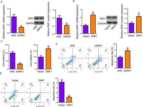 Figure 2. DKK1 modulates proliferation and apoptosis in KGN cells. (A and B) DKK1 mRNA and protein expression in KGN cells transfected with siNC, siDKK1, Vector, or DKK1. (C) CCK-8 assay for proliferative capacity of KGN cells. (D and E) Flow cytometry for the apoptotic ratio of KGN cells. *p < .05; **p < .01.