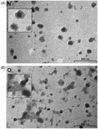 Figure 1. Transmission electron microscopy of seminal prostasomes. Inserts show enlarged the typical appearance of seminal prostasomes from normozoospermic men (N) (no protein in the background) and seminal prostasomes from oligozoospermic men (O) (protein material in the background with vesicles seemingly immersed).