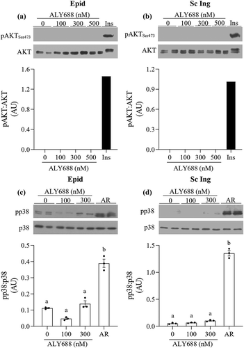 Figure 4. ALY688 did not affect AKTSer473 and p38 MAPK phosphorylation in Epid (a and c) and Sc Ing adipocytes (b and d), whereas AdipoRon (AR) and insulin induced robust increases in AKTSer473 and p38 MAPK phosphorylations in adipocytes from both fat depots. Different letters denote statistical significance (p < 0.05). One-way ANOVA, n = 3
