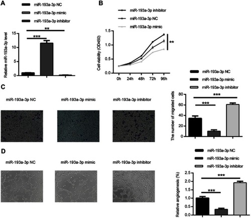 Figure 2 miR-193a-3p suppressed HT-29 cell proliferation, migration and angiogenesis in vitro. (A) The expression of miR-193a-3p was inclined or decreased in HT-29 cell via transfecting with miR-193a-3p mimic or inhibitor. (B) CCK-8 assay was performed to detect the viability of HT-29 cell after transfecting with miR-193a-3p mimic or inhibitor. (C) Transwell assay was performed to assess the migration ability of HT-29 cell after transfecting with miR-193a-3p mimic or inhibitor. (D) HUVEC were cultured on Matrigel- counted plate with CM from HT-29 cell transfecting with miR-193a-3p mimic or inhibitor. Data were shown as mean ± SD. **P<0.01,*** P<0.001.Abbreviations: CRC，colorectal cancer; CCK-8, cell counting kit-8; CM, conditional medium; HUVEC, human umbilical vein endothelial cell.