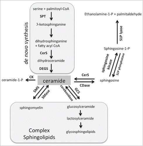 Figure 1. Sphingolipid metabolism. Central to sphingolipid metabolism is ceramide, which can be generated de novo and is used as a building block for complex sphingolipids. It can also be phosphorylated or further metabolized into sphingosine-1-phosphate. See text for more details. Abbreviations: SPT = serine palmityoltransferase; CerS = ceramide synthase; DEGS = dihydroceramide desaturase; SMS = sphingomyelin synthase; SMase = sphingomyelinase; GCS = glucosylceramide synthase; CDase = ceramidase; CK = ceramide kinase.