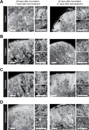 Figure 4. (Continued)