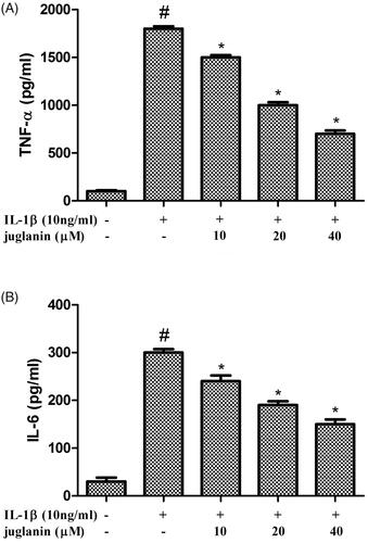 Figure 4. Juglanin inhibited the production of TNF-α and IL-6 in IL-1β-stimulated human OA chondrocytes. The cells were pretreated with various concentrations of juglanin (10, 20 and 40 μM) for 2 h before subsequent IL-1β stimulation for 24 h. TNF-α and IL-6 concentrations were determined by ELISA kits. Data are expressed as mean ± SEM. All experiments were repeated three times. #p < .05 compared to control group. *p < .05 compared to IL-1β treatment group.