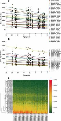 Figure 3. (a, b) Genes corresponding to the cluster proteins A and B in GSE47881 dataset decreased with age. (c) Heat map of the cluster genes in GSE47881 dataset