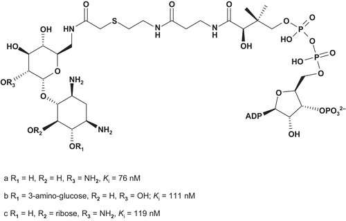 Scheme 37.  Bisubstrate analogs for aminoglycoside 6′-N-acetyltransferases (1).