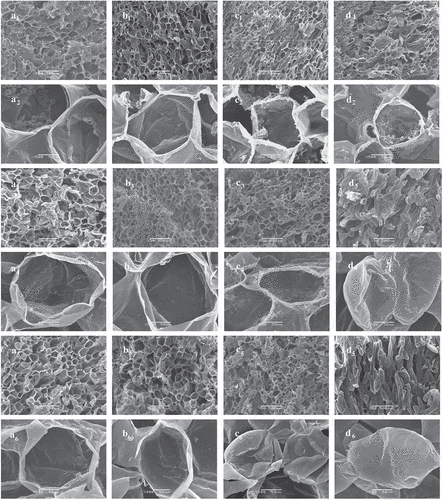 Figure 3. Scanning electron micrographs of the tissue of four apple cultivars